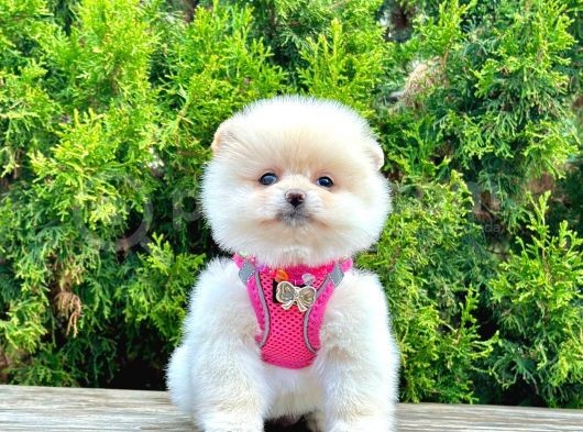 Ayıcık Surat Boo Pomeranian Yavrular görsel