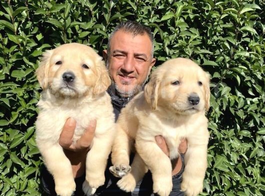 Irk Garantili Golden Yavrularımız Burkem Den