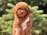 Mi̇ni̇ Boy Toy Poodle Bebekler