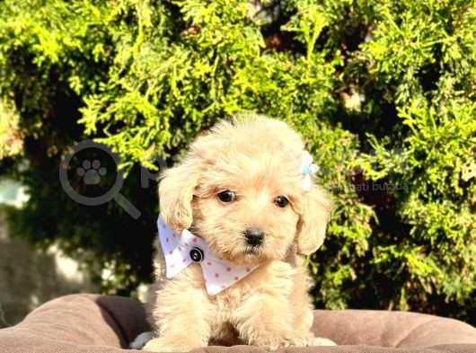 Orji̇nal Malti̇po Yavrular görsel