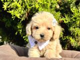 Orji̇nal Malti̇po Yavrular