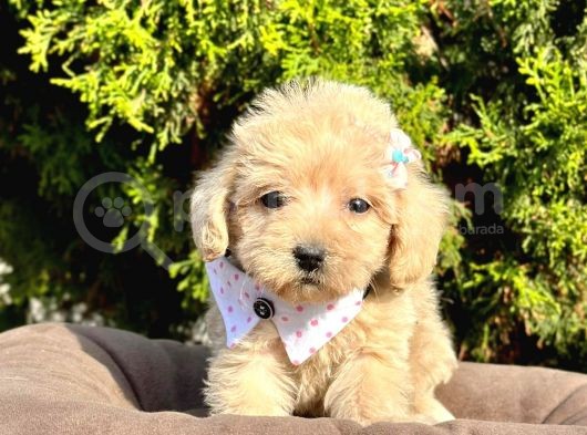 Orji̇nal Malti̇po Yavrular görsel