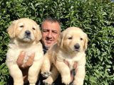 Irk Garantili Golden Yavrularımız Burkem Den