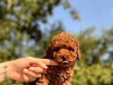 Sağlik Garanti̇li̇ Toy Poodle Bebekler