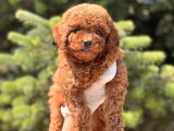 Mi̇ni̇ Boy Toy Poodle Bebekler