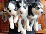 Safkan Husky Si̇bi̇rya Kurdu Bebekler Irk Garanti̇li̇