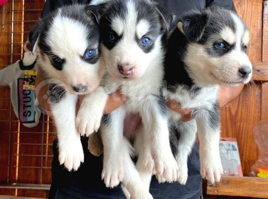 Safkan Husky Si̇bi̇rya Kurdu Bebekler Irk Garanti̇li̇ görsel