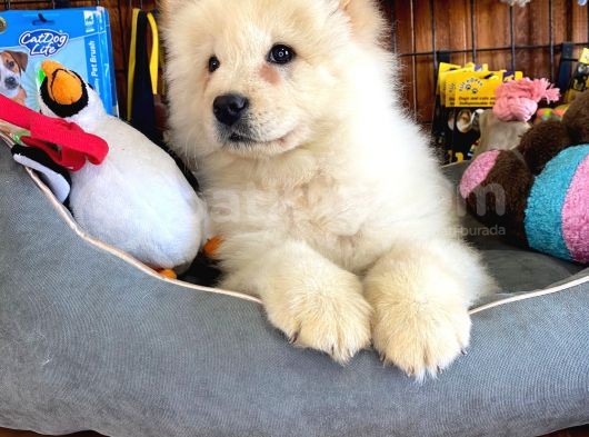Çi̇n Aslani Chow Chow Irk Garanti̇li̇ görsel