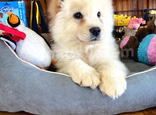 Çi̇n Aslani Chow Chow Irk Garanti̇li̇