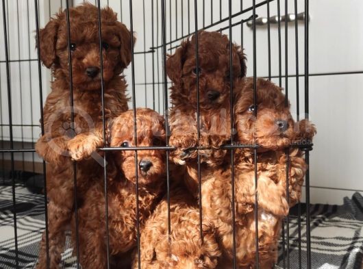 A Scr Toy Poodle Bebekleri̇mi̇z görsel