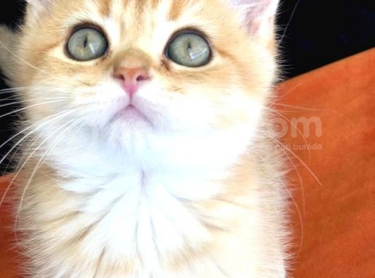 A Kalite Bri̇ti̇sh Shorthai̇r Golden  Yavrular görsel