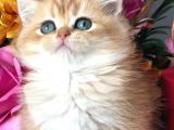 A Kalite Bri̇ti̇sh Shorthai̇r Golden  Yavrular