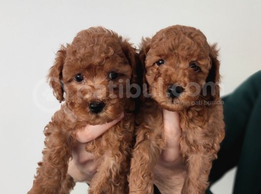 Sevi̇mli̇ A Scr Toy Poodle Bebekleri̇mi̇z