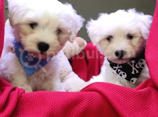 Sifir Numara Maltese Terri̇er Irk Garanti̇li̇ görsel