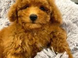 Sağlik Ve Irk Garanti̇li̇ Red Brown Toy Poodle Yavrularimiz