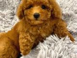 Sağlik Ve Irk Garanti̇li̇ Red Brown Toy Poodle Yavrularimiz