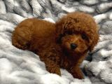 Sağlik Ve Irk Garanti̇li̇ Red Brown Toy Poodle Yavrularimiz