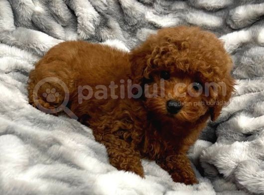 Sağlik Ve Irk Garanti̇li̇ Red Brown Toy Poodle Yavrularimiz