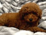 Sağlik Ve Irk Garanti̇li̇ Red Brown Toy Poodle Yavrularimiz
