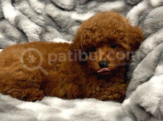 Sağlik Ve Irk Garanti̇li̇ Red Brown Toy Poodle Yavrularimiz görsel