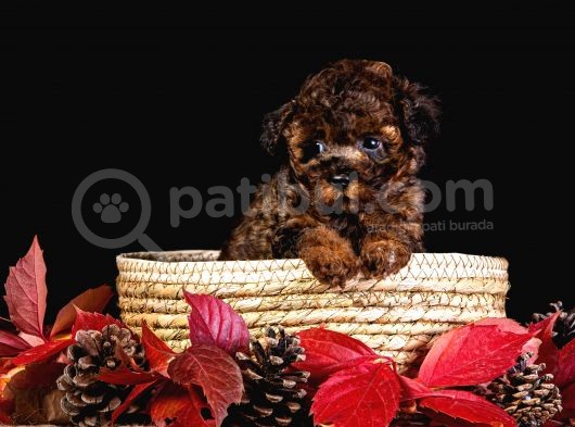 Türkiye’de Tek! Merle Toy Poodle