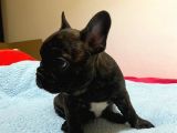 A Kalite French Bulldog