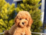 Safkan Toy Poodle Yavrular