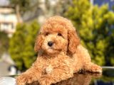 Safkan Toy Poodle Yavrular