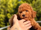 Safkan Red Toy Poodle Bebekler
