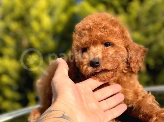 Safkan Red Toy Poodle Bebekler görsel