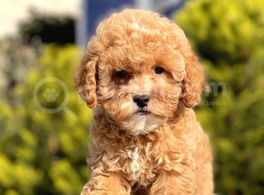 Bebek Surat Toy Poodle Yavrular görsel