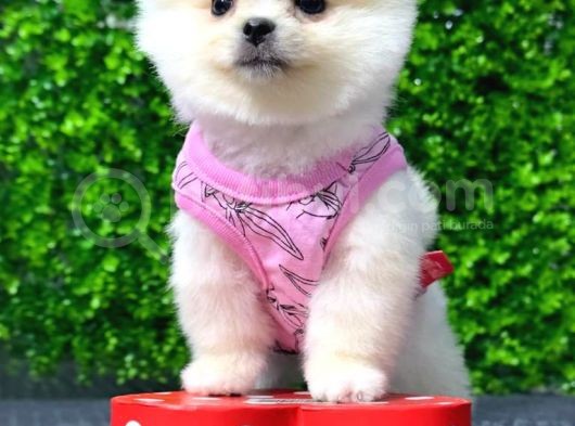 Dişi Ve Erkek Orijinal Pomeranian Boo Yavrularımız görsel