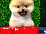 Dişi Ve Erkek Orijinal Pomeranian Boo Yavrularımız