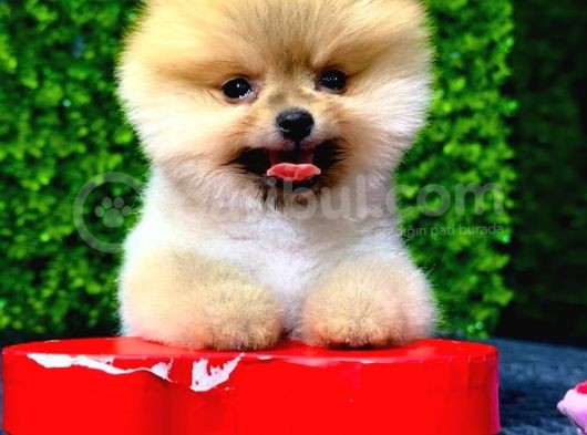 Dişi Ve Erkek Orijinal Pomeranian Boo Yavrularımız görsel