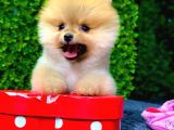 Dişi Ve Erkek Orijinal Pomeranian Boo Yavrularımız