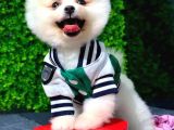 Dişi Ve Erkek Orijinal Pomeranian Boo Yavrularımız