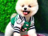 Dişi Ve Erkek Orijinal Pomeranian Boo Yavrularımız