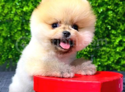 Dişi Ve Erkek Orijinal Pomeranian Boo Yavrularımız görsel