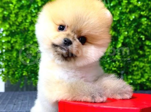 Dişi Ve Erkek Orijinal Pomeranian Boo Yavrularımız görsel
