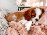 Cavalier King Charles Spaniel Orjinal Safkan