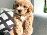 Mi̇ni̇ Malti̇poo Bebekler