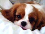 Cavalier King Charles Spaniel Orjinal Safkan