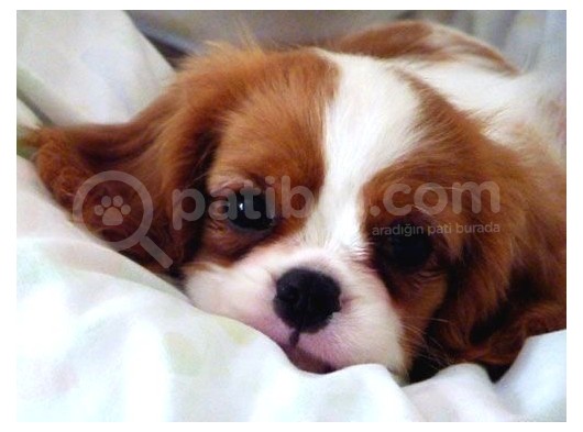 Cavalier King Charles Spaniel Orjinal Safkan görsel