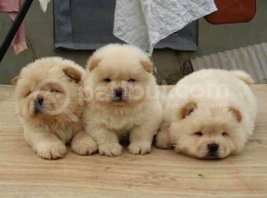 Show Kalite Chow Chow Yavrular
