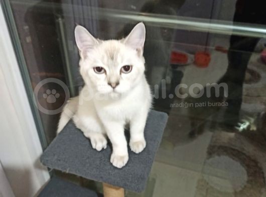 Aci̇l Ücretsi̇z British Shorthair Blue Point 6.5 Aylık Erkek görsel
