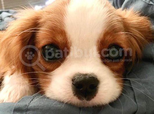 Cavalier King Charles Spaniel Orjinal Safkan