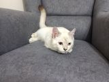 Aci̇l Ücretsi̇z British Shorthair Blue Point 6.5 Aylık Erkek