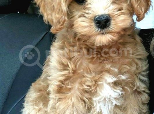 Mi̇ni̇ Malti̇poo Bebekler görsel