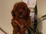 Redbrown Toy Poodle Bebekleeer
