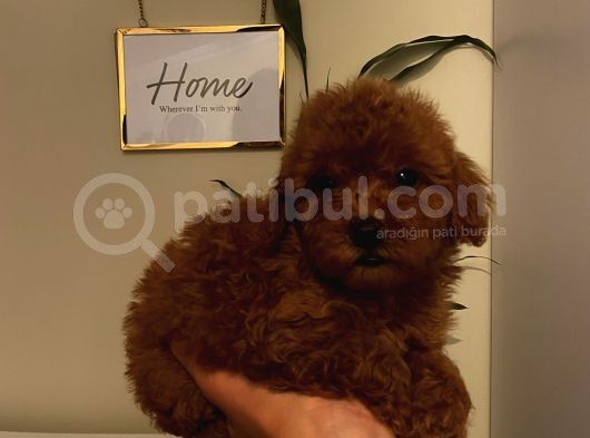 Redbrown Toy Poodle Bebekleeer görsel